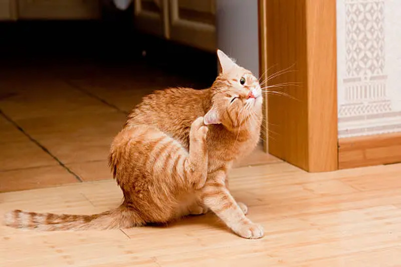 A cat being groomed, suggesting flea prevention
